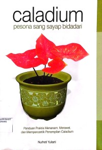 Image of Caladium pesona sang sayap bidadari